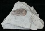 Large Flexicalymene Trilobite from Ohio #16435-1